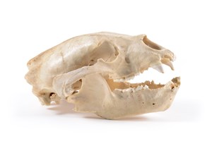 Image description is not available for 1997.1.20